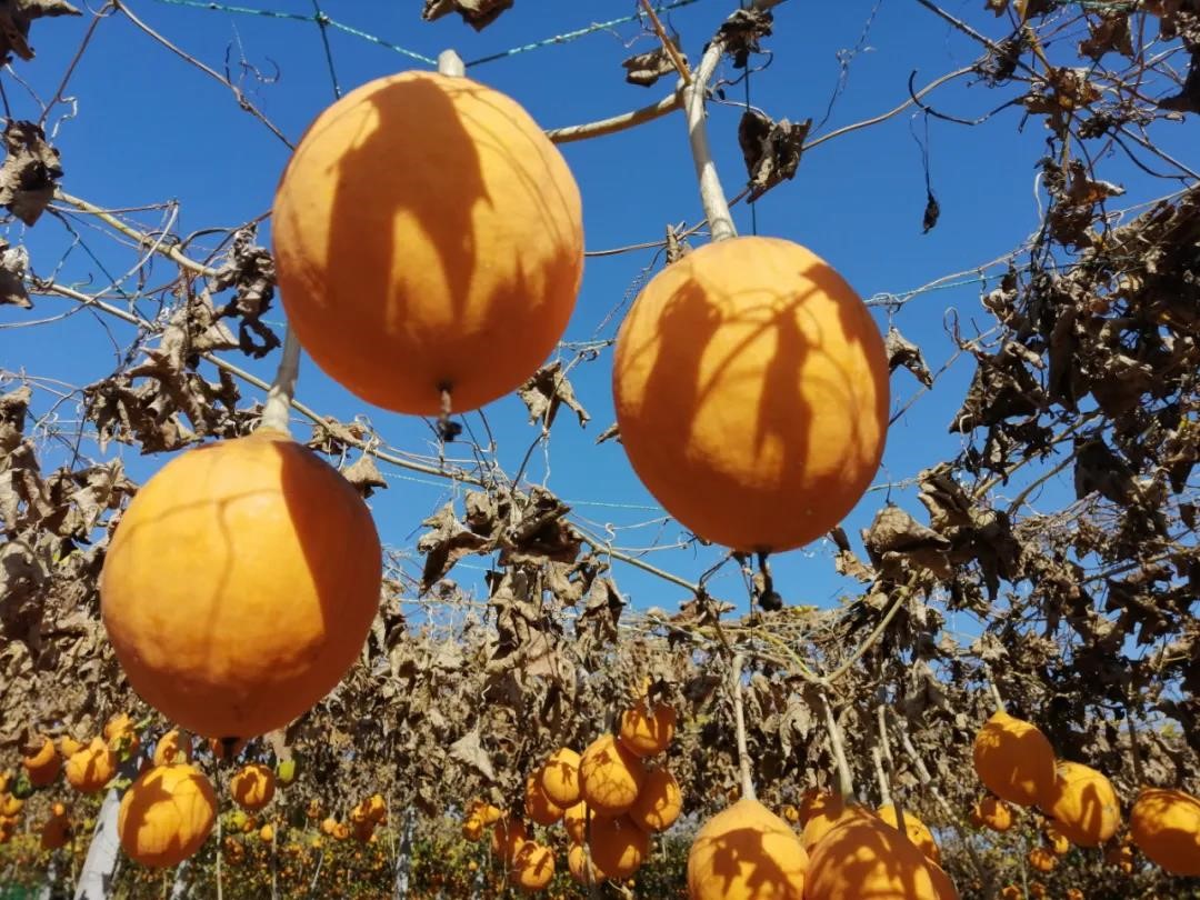 订单农业催熟千亩瓜蒌