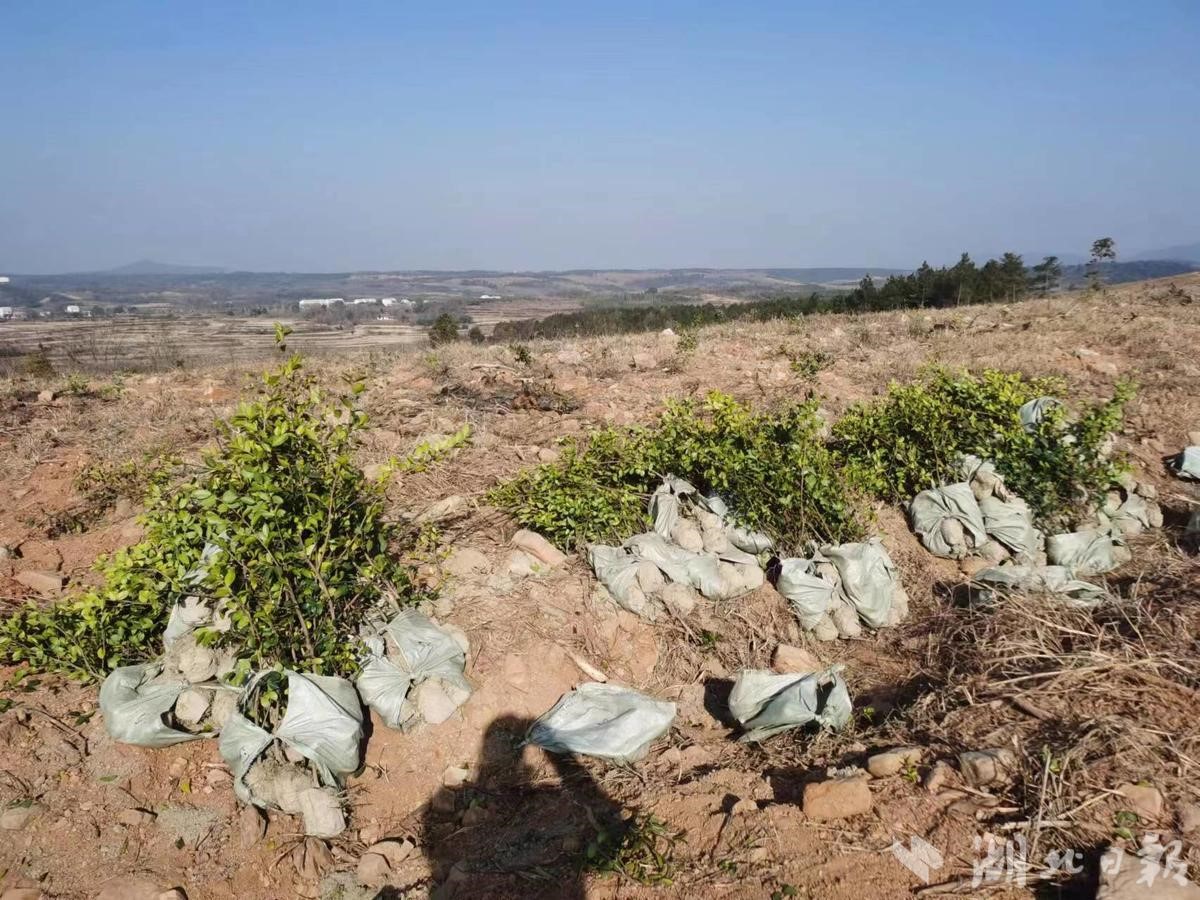 ���վ�ɽ���Ӱ�