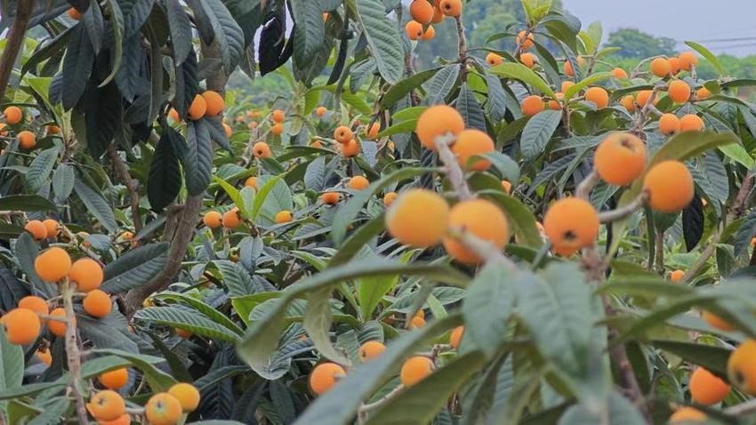 ���վ�ɽ���Ӱ�